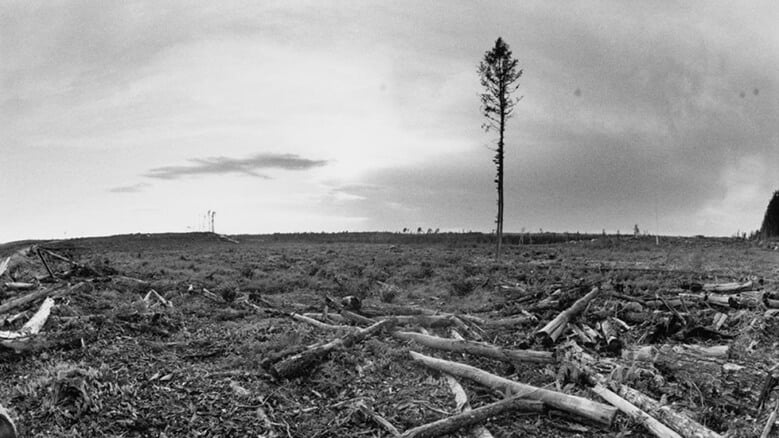 One tree standing 