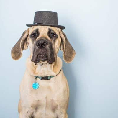 Artie the Dapper Dog